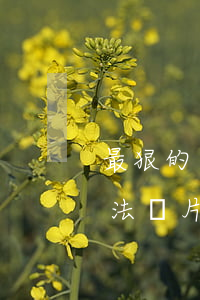 最狠的要賬方法不違法(最狠的要賬方法不違法圖片)