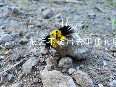 最近不能出去工作花唄逾期怎么辦