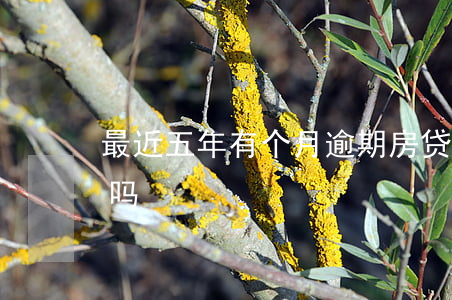 最近五年有个月逾期房贷(逾期五年后能房贷吗)