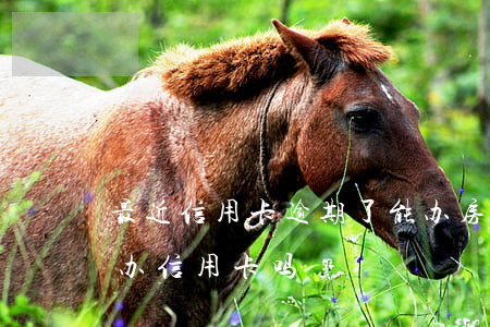 最近信用卡逾期了能办房贷吗(房贷有逾期能办信用卡吗)
