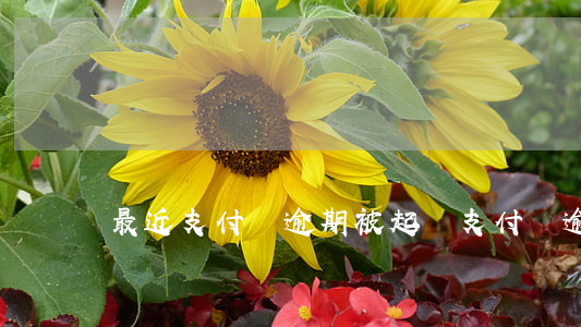 最近支付寶逾期被起訴(支付寶逾期 起訴)