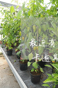 最近有信用卡逾期貸款買房(征信報告有信用卡逾期,能買房嗎)