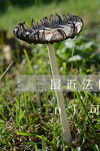 最近法院要執(zhí)行回轉(zhuǎn)可以嗎(再審贏了可以申請執(zhí)行回轉(zhuǎn)嗎?)