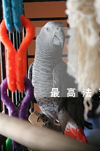 最高法：實施強制拆除主體的認定