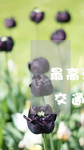 最高法研究室：《纵容他人醉酒驾驶造成重大交通事故定性问题的研究意见》