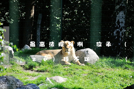 最高法院判例：單位承擔(dān)工傷責(zé)任不以勞動關(guān)系為前提（最新）