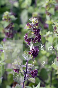最高法院關(guān)于逾期利息最新規(guī)定(民法典關(guān)于逾期利息的規(guī)定)