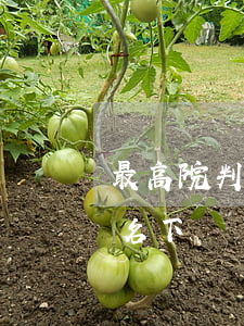 最高院判了：被執(zhí)行人未成年子女名下財產(chǎn)也可執(zhí)行?。?！