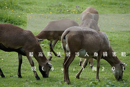 最高院法官：涉人身損害賠償案件20條裁判規(guī)則（2019年后都這么判）