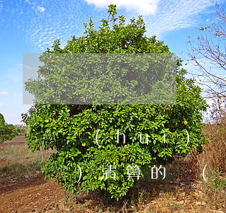 會(huì)計(jì)上破產(chǎn)清算的對(duì)象是什么