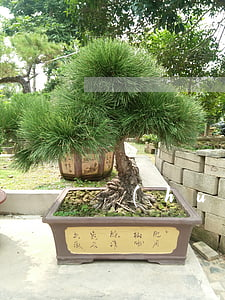 會(huì)離婚的八字