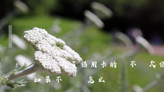 會不會欠了信用卡的錢不還(欠信用卡上的錢如果不還會怎么樣)