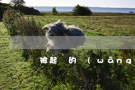 會被起訴的網(wǎng)貸