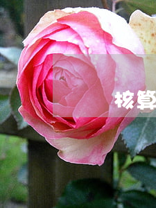 會計核算的內(nèi)容