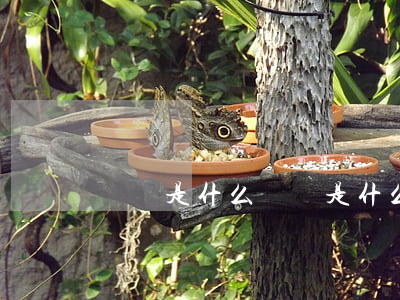 會車是什么，會車是什么意思