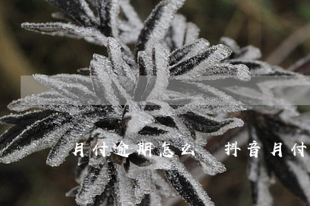 月付逾期怎么辦(抖音月付逾期怎么辦)