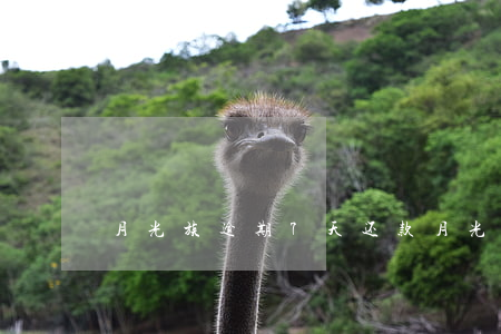 月光族逾期7天还款(月光族逾期7天还款)