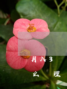 月入3萬還不起貸款(月入3萬還不起貸款怎么處理)