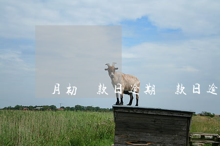 月初還款日逾期(還款日逾期了怎么辦)