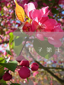 月子第十天離婚怎么辦