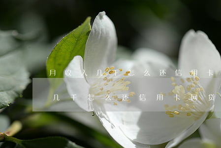 月收入几千怎么还信用卡网贷逾期-月收入几千怎么还信用卡网贷逾期了