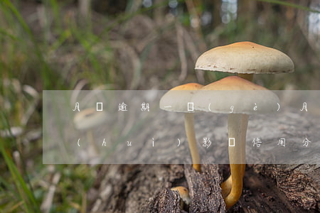 月貝逾期一個(gè)月會(huì)不會(huì)影響信用分-月付逾期一個(gè)月