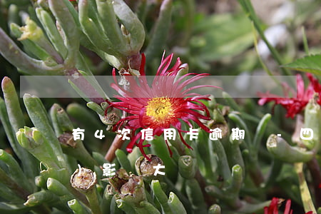 有4次信用卡逾期嗎-四次逾期會(huì)影響大嗎