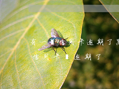 有一張信用卡逾期了怎么辦（莫名其妙多了張信用卡還逾期了）