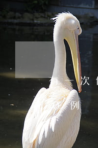 有一次信用卡逾期記錄（信用卡逾期案例100例）