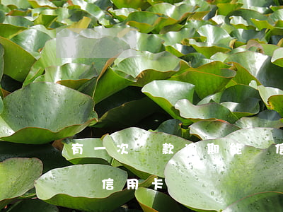 有一次貸款逾期能辦信用卡嗎(貸款逾期可以辦信用卡嗎)