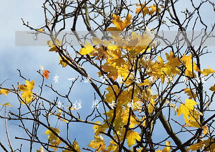有一次贷款逾期能办信用卡吗(贷款逾期可以办信用卡吗)