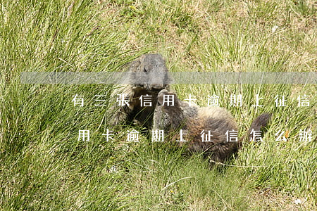 有三張信用卡逾期上征信怎么辦-有三張信用卡逾期上征信怎么辦啊