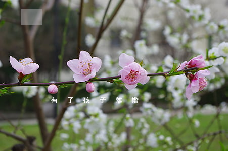 有了孩子離婚