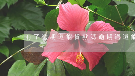 有了逾期還能貸款嗎(逾期過還能貸款嗎)