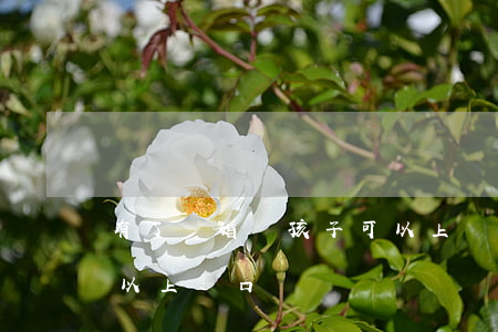 有了離婚證孩子可以上戶口嗎(離婚了小孩可以上戶口嗎)