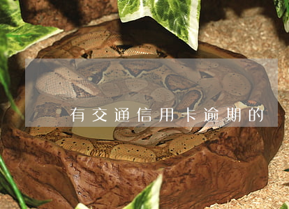 有交通信用卡逾期的嗎 有信用卡逾期的嗎?