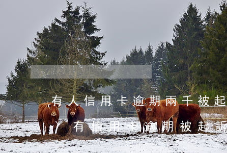 有人信用卡逾期兩千被起訴嗎(有沒(méi)有信用卡逾期被起訴的人)