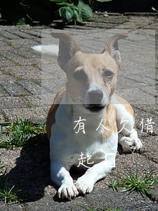有人欠借唄的錢被起訴的嗎(借唄欠款多少會起訴)