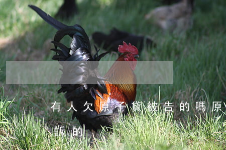 有人欠原子貸被告的嗎(原子貸逾期還有被起訴的)