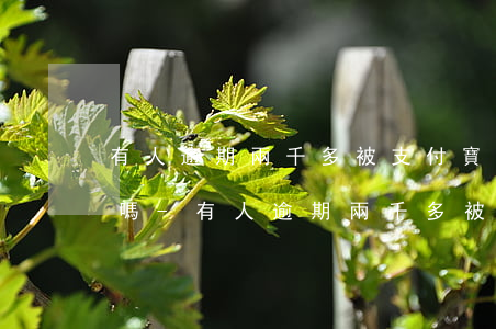 有人逾期兩千多被支付寶起訴過(guò)嗎-有人逾期兩千多被支付寶起訴過(guò)嗎知乎