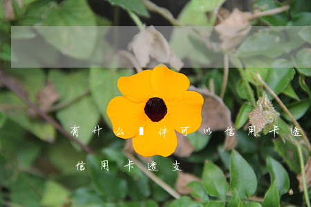 有什么軟件可以信用卡透支(有什么軟件可以信用卡透支)