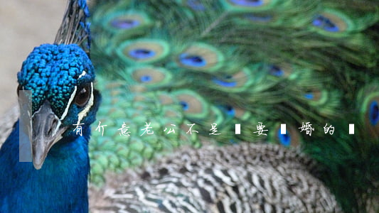 有介意老公不是處要離婚的嗎