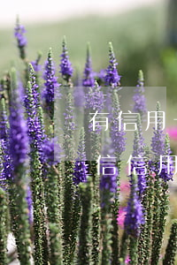 有信用卡但是沒逾期過影響征信嗎 逾期上征信信用卡受影響