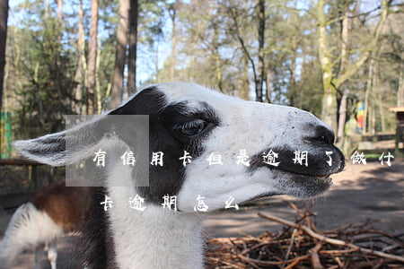 有信用卡但是逾期了做什么貸款(辦貸款信用卡逾期怎么說)