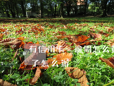 有信用卡沒逾期怎么貸款(信用卡沒注意逾期了怎么辦)