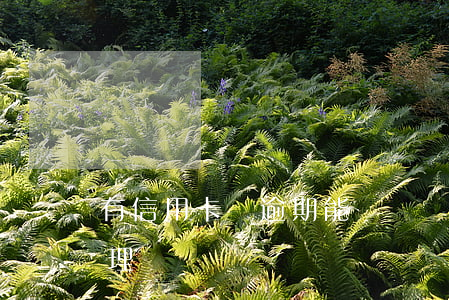 有信用卡沒逾期能辦車貸(信用卡逾期可以辦理車貸嗎)