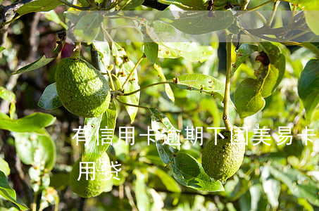 有信用卡逾期下国美易卡的吗(国美易卡的信用贷)
