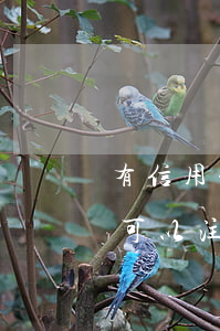 有信用卡逾期可以注冊公司嗎（信用卡逾期還可以注冊公司嗎）