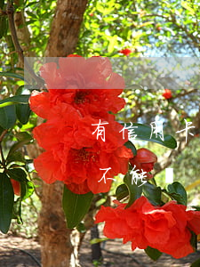 有信用卡逾期可以賣房子嗎(欠信用卡房子能不能賣)