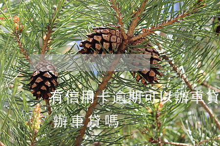 有信用卡逾期可以辦車貸(有信用卡逾期可以辦車貸嗎)